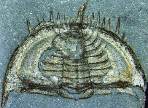 New evidence suggests earliest trilobites were able to partially roll up their bodies