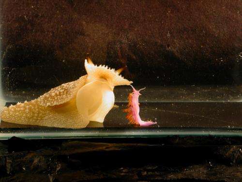 By trying it all, predatory sea slug learns what not to eat