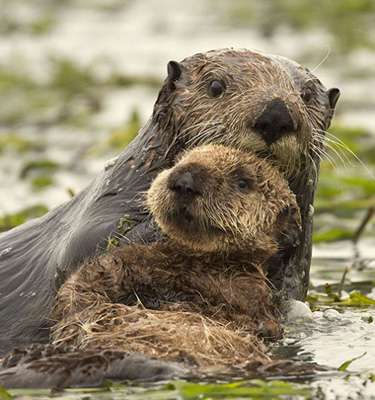 California's sea otter numbers continue slow climb