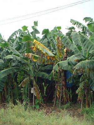 Call for action in Nature to save the banana
