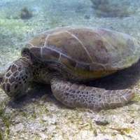 Call for 'citizen scientists' to help protect sea turtles