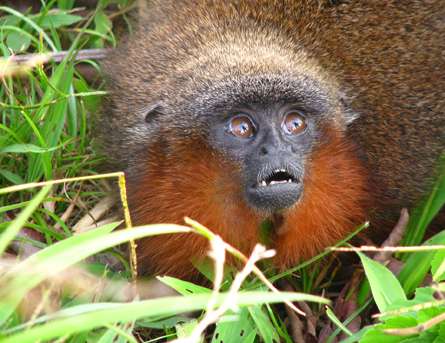 Monkey that purrs like a cat is among new species discovered in Amazon rainforest