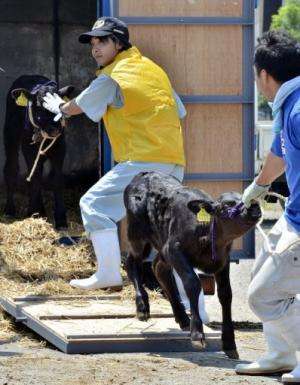 Calves are unloaded at a dairy cattle market to be put up for auction, on July 14, 2011