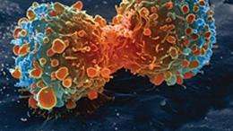 Cancer: Unraveling a mechanism behind cellular proliferation