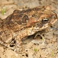 Cane toad or native frog?  App prevents mistaken identity