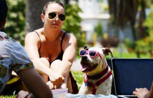 Captain, a boxer pitbull mix, sits with his owner in Echo Lake Park in Los Angeles, California on June 29, 2013
