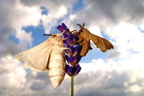 Captive breeding for thousands of years has impaired olfactory functions in silkmoths
