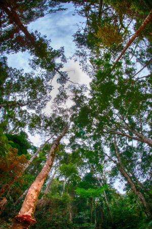 Carbon storage recovers faster than plant biodiversity in re-growing tropical forests
