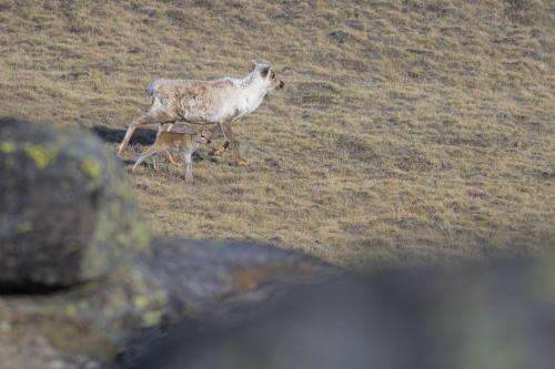 Caribou may be indirectly affected by sea-ice loss in the Arctic
