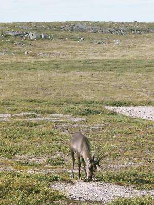 Caribou the missing piece of arctic warming puzzle