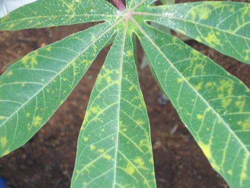 Cassava brief: The problem and the genomics approach