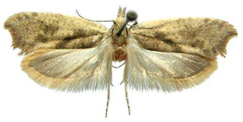 Catch me if you can: 2 new species of moth from the Russian Far East
