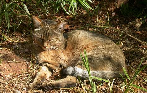 Cat domestication traced to Chinese farmers 5,300 years ago