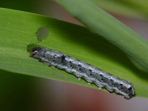 Caterpillars attracted to plant SOS