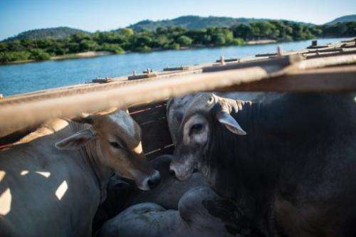 Cattle are shipped by ferry across the Xingu river on August 6, 2013