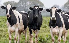 Cattle disease bacteria widespread in the UK