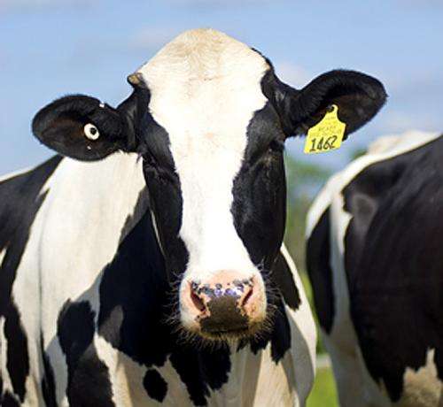 Cattle expert: New livestock identification regulations not burdensome