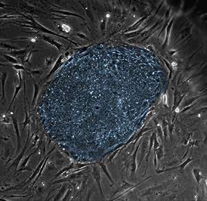 Cell biology: Regulatory network revealed in embryonic stem cells