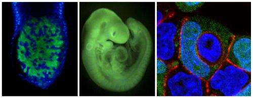Cells in the early embryo battle each other to death for becoming part of the organism