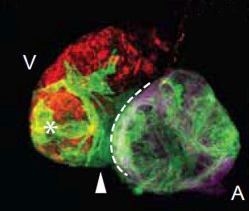 Cells make costume changes for cardiac regeneration