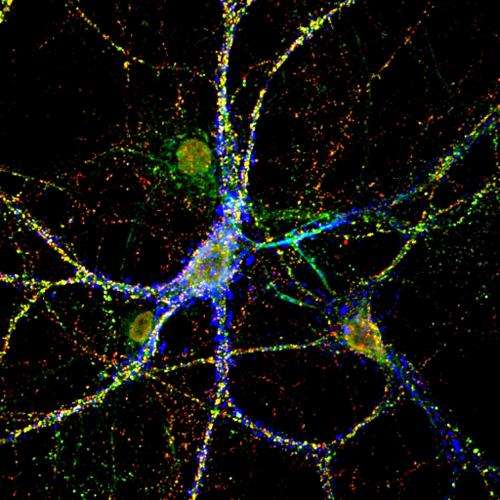 Cellular environment controls formation and activity of neuronal connections