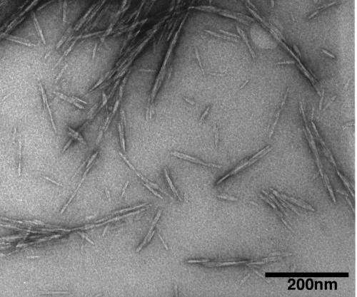 Cellulose nanocrystals possible 'green' wonder material