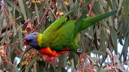 Certain Australian native flowers have evolved their flower colour to red hues favoured by birds