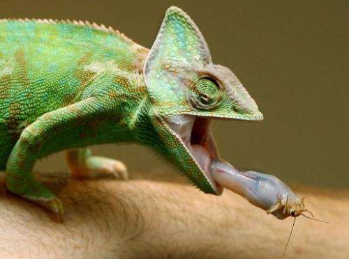 Chameleons took to the waves to migrate from Africa to Madagascar about 65 million years ago, a new study shows