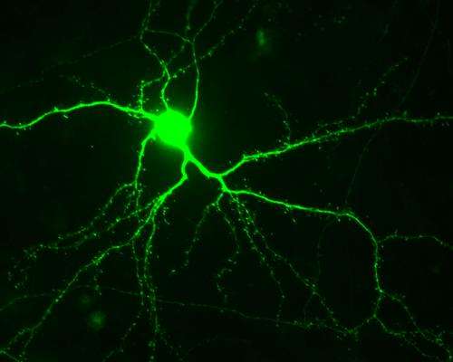 Chemical reaction keeps stroke-damaged brain from repairing itself