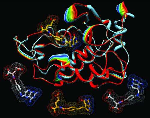 Chemists' work will aid drug design to target cancer and inflammatory disease