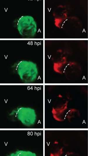 Fate of the heart: Researchers track cellular events leading to cardiac regeneration