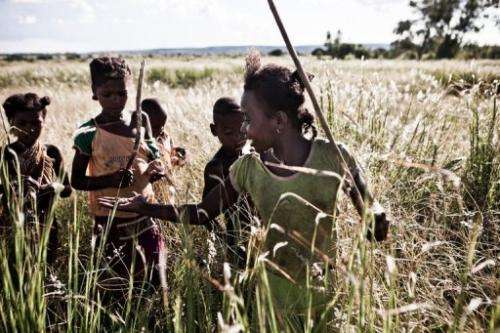 Children hunt for grasshoppers to eat using sticks, Ankilimalangy near the city of Betioky, Madagascar, March 14, 2013
