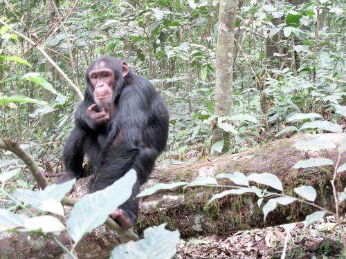 Chimpanzees eat smart when it comes to mealtime