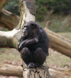 'Chimpanzees of a feather sit together': Friendships are based on homophily in personality