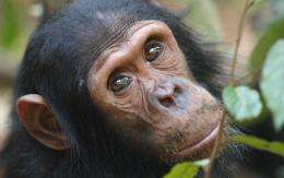 Chimps use touches and noisy gestures when trying to get another chimps attention, researcher finds