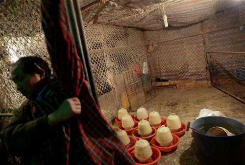 China reports 2 more cases of new bird flu virus