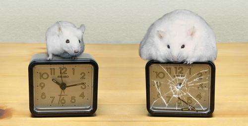 Circadian clock linked to obesity, diabetes and heart attacks