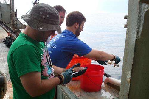 Citizen science: Volunteers analyze images in crowdsourced scallop research project