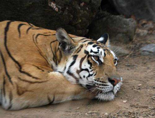 Clemson University researchers: Protect corridors to save tigers, leopards