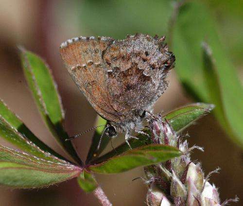 Climate change affects the flight period of butterflies in Massachusetts