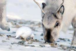 Climate events drive a high-arctic vertebrate community into synchrony