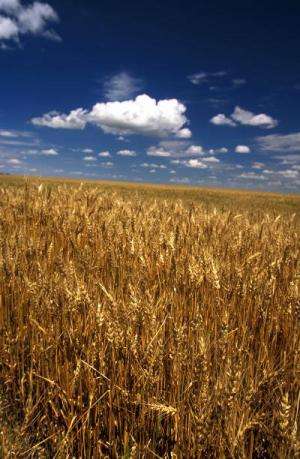 Climate forecasts shown to warn of crop failures