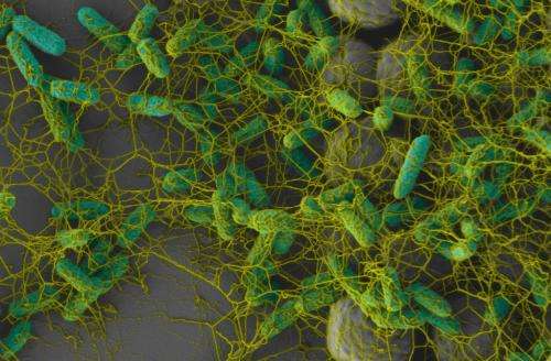 Clinging to crevices, E. coli thrive