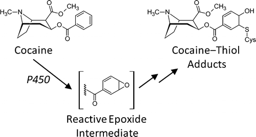 Clues to cocaine's toxicity could lead to better tests for its detection in biofluids