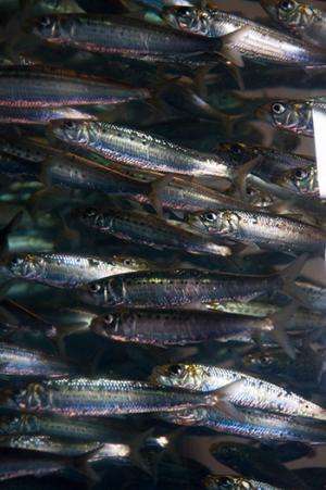 Coastal power plant records reveal decline in key southern California fishes
