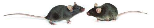 Cocaine, meth response differ between 2 substrains of 'Black 6' laboratory mouse
