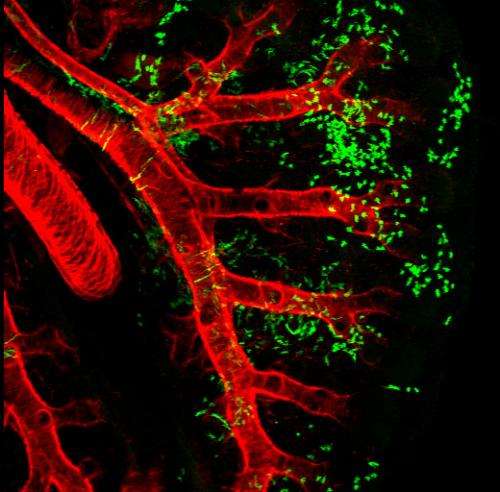 Common stem cell in heart and lung development explains adaption for life on land