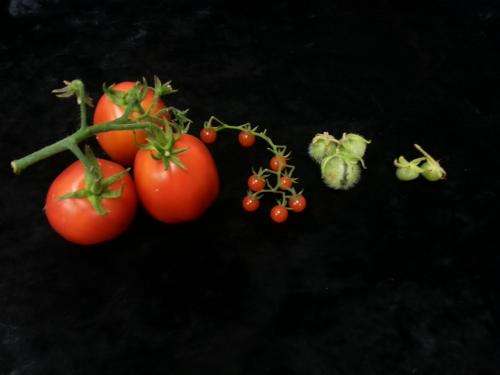 Comparing genomes of wild and domestic tomato