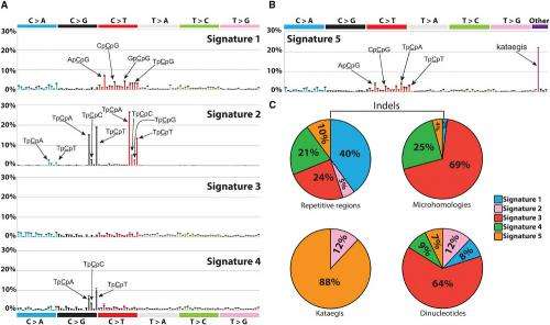 Computer model helps researchers hunt out cancer-causing mutational signatures in the genome