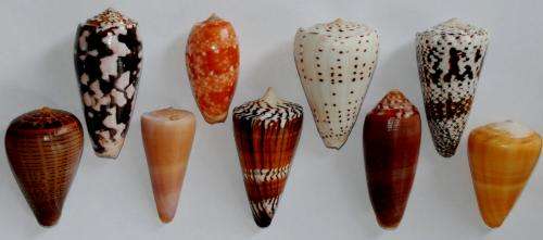 Cone snails are for life and not just at Christmas